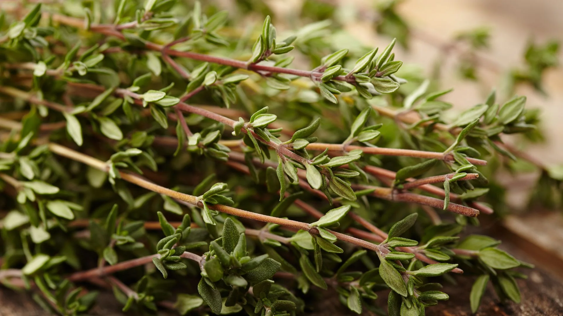 Essential Oil of Thyme