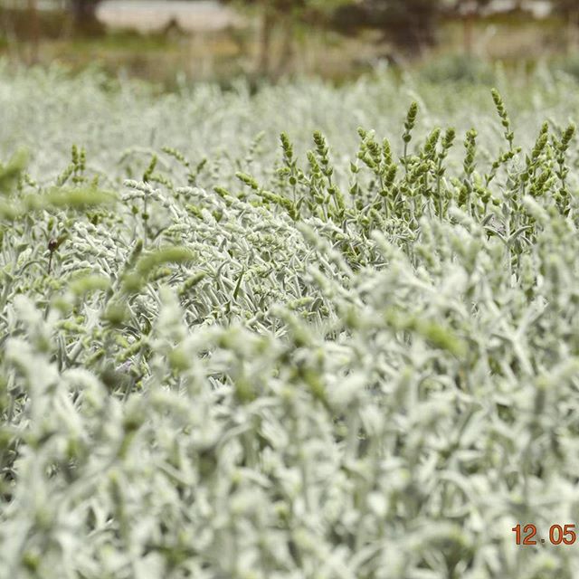 Cretan herbs - tofillo