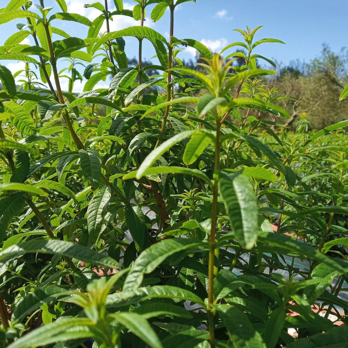 Lemon Verbena - tofillo