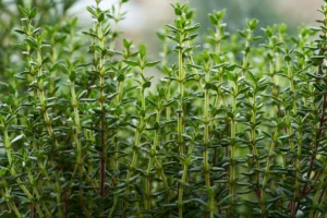 Thyme properties - Benefits of thyme