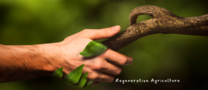 Regenerative Agriculture - tofillo